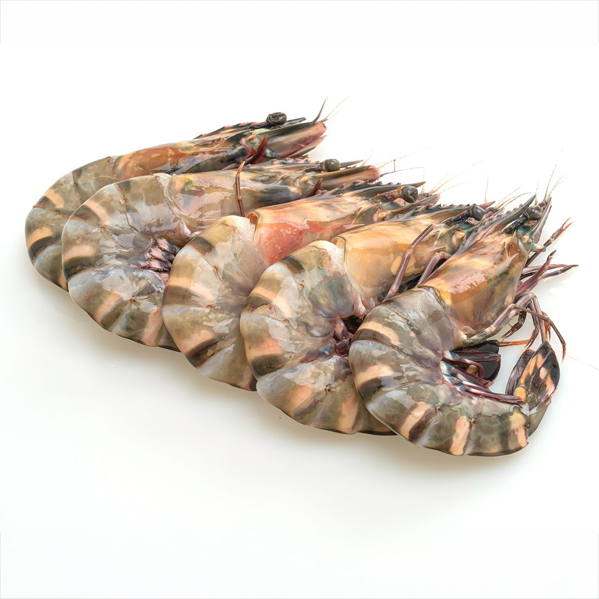 Gambas, Black Tiger Shrimps, ganz/roh, WILDFANG 1