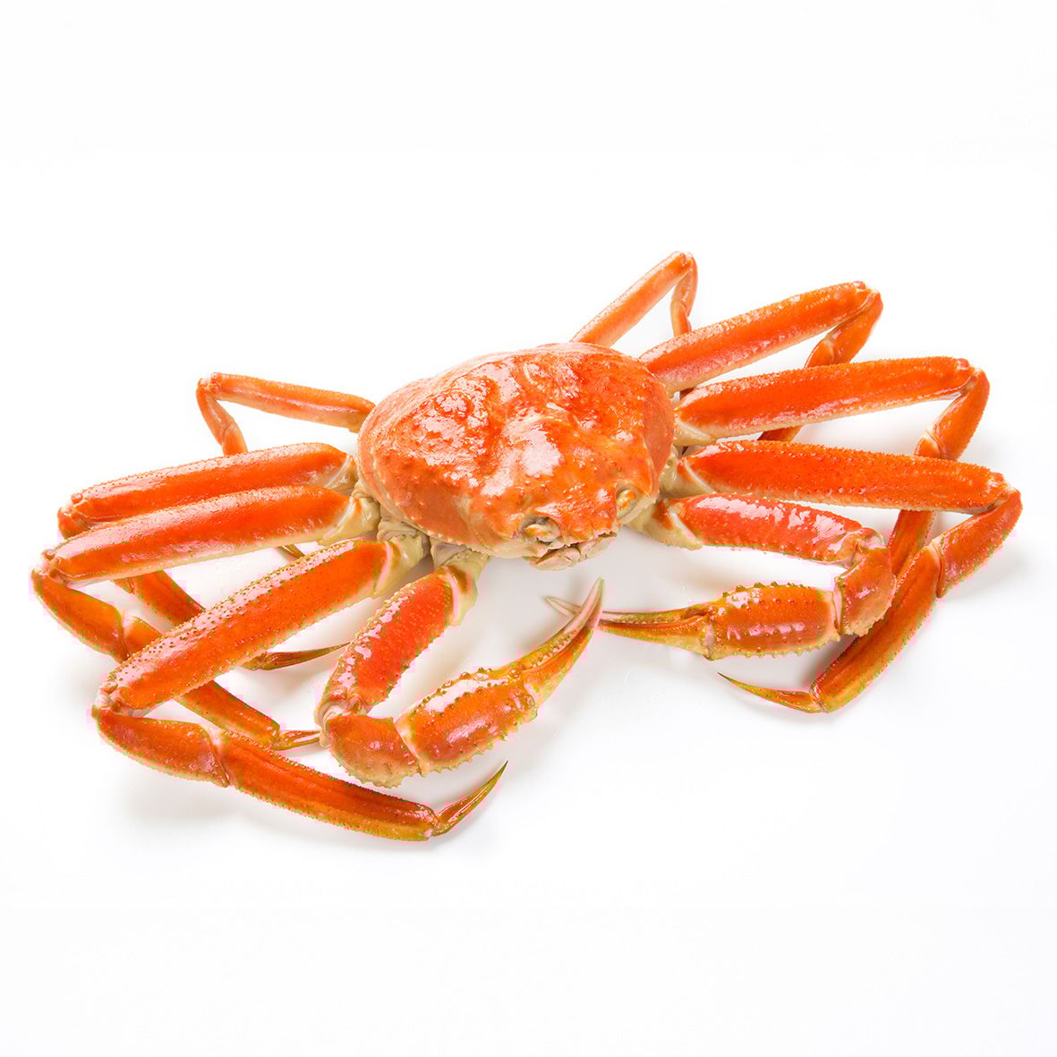 Schneekrabbe, ganz, gekocht – 500–800 g 