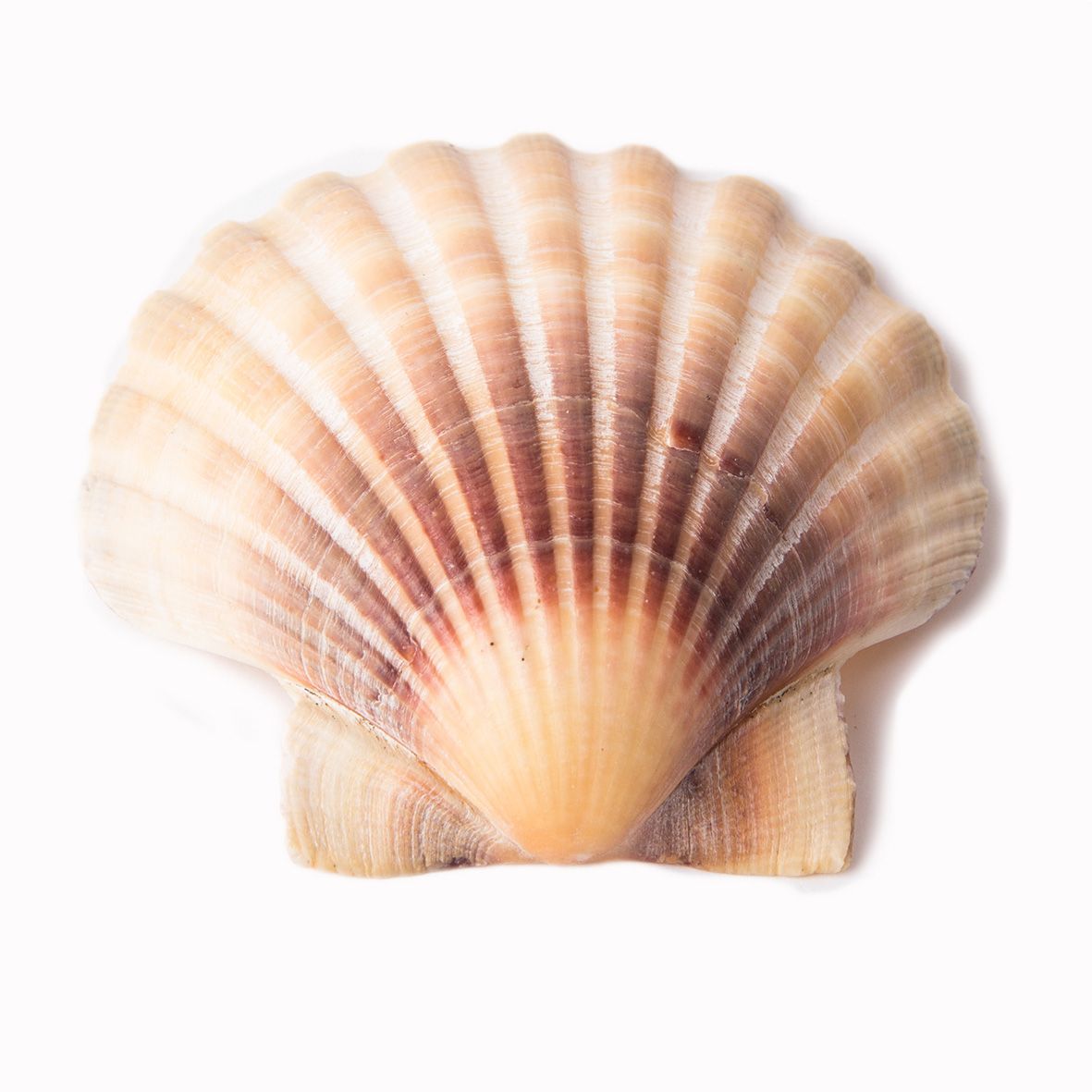 Jacobsmuschel Schalen, ca 11-14 cm Durchmesser, gereinigt, als Deko o. Tellerchen (5 Stück)