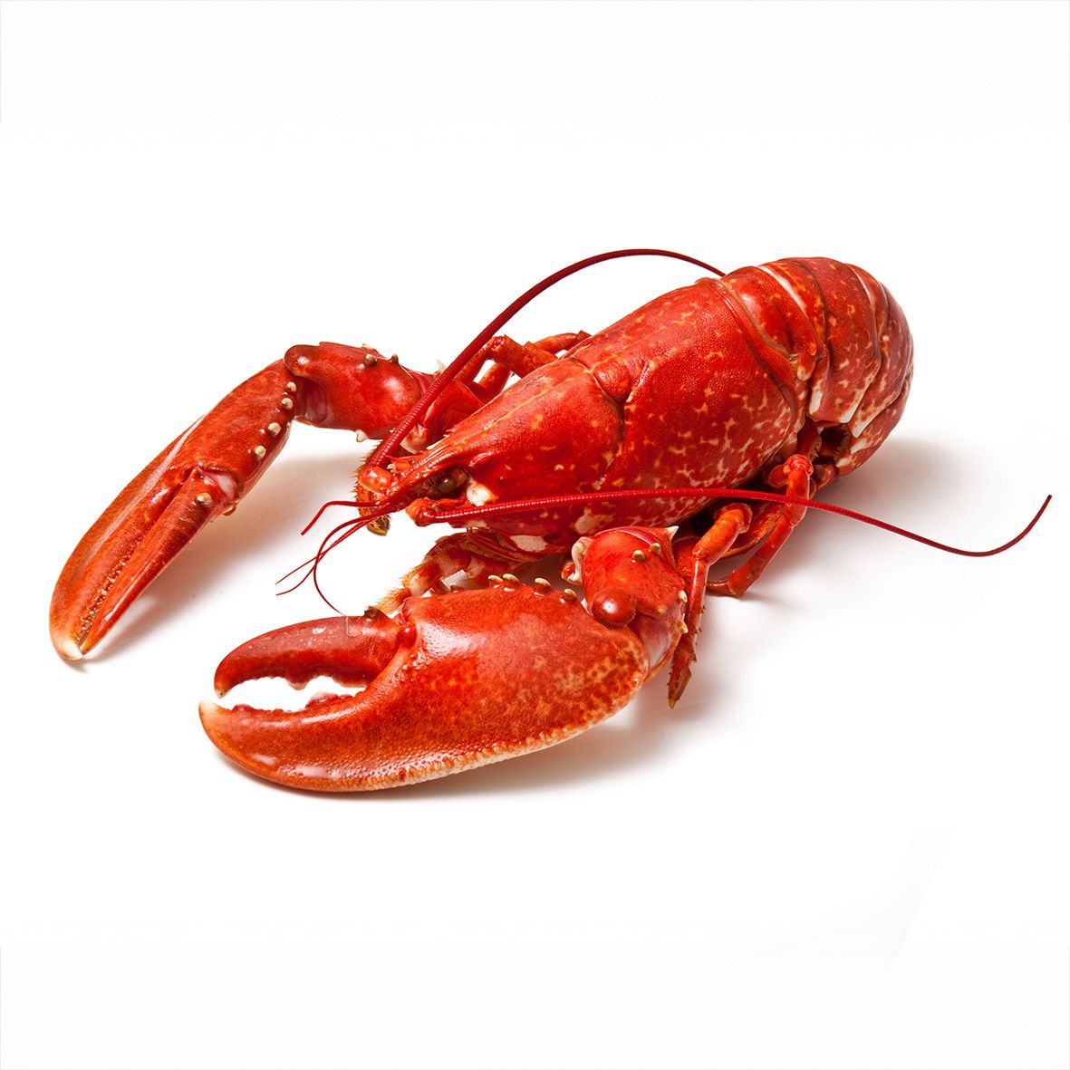 Lobster / Hummer, gekocht, 350g Wildfang 1
