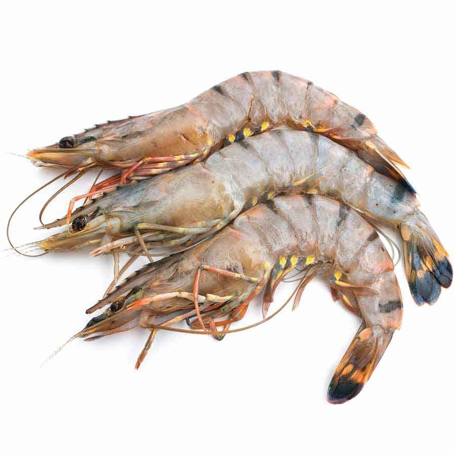 Wildfang Sea Tiger Gambas (Black Tiger Shrimps), ganz, WILDFANG