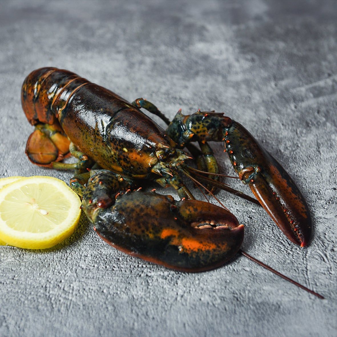 Lobster / Hummer,  roh  2