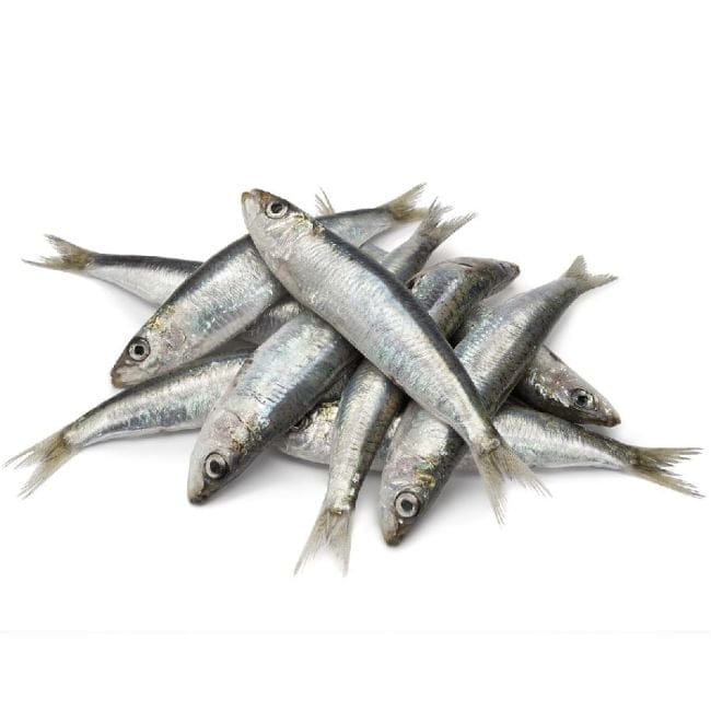 Wildfang Sardinen XXL 