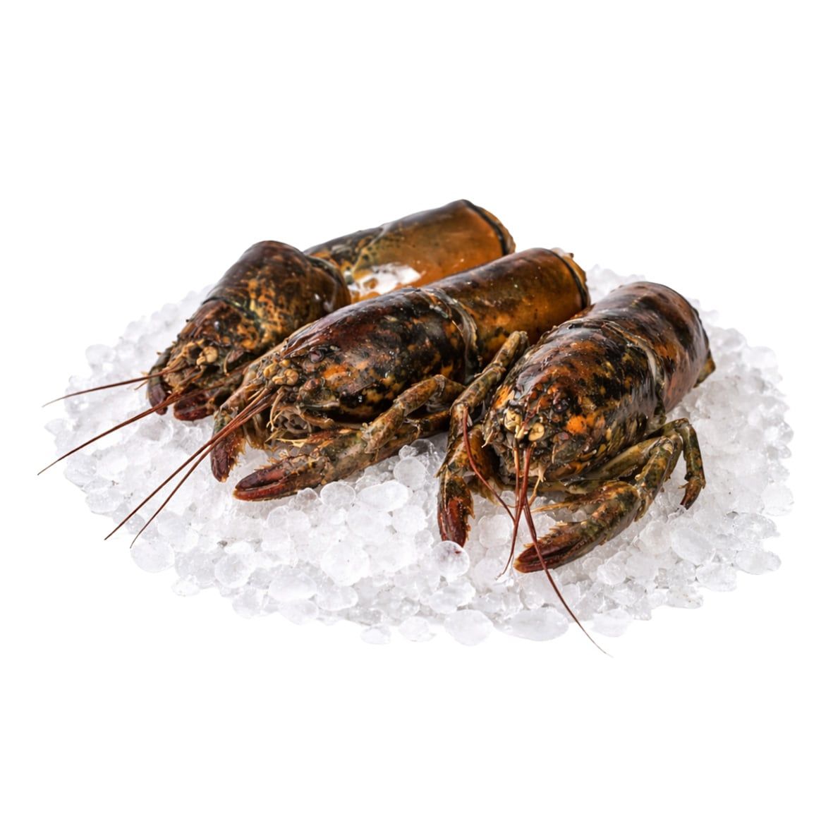 Hummer Karkassen für Hummer-Fond / Hummersuppe / Fischsuppe 1kg