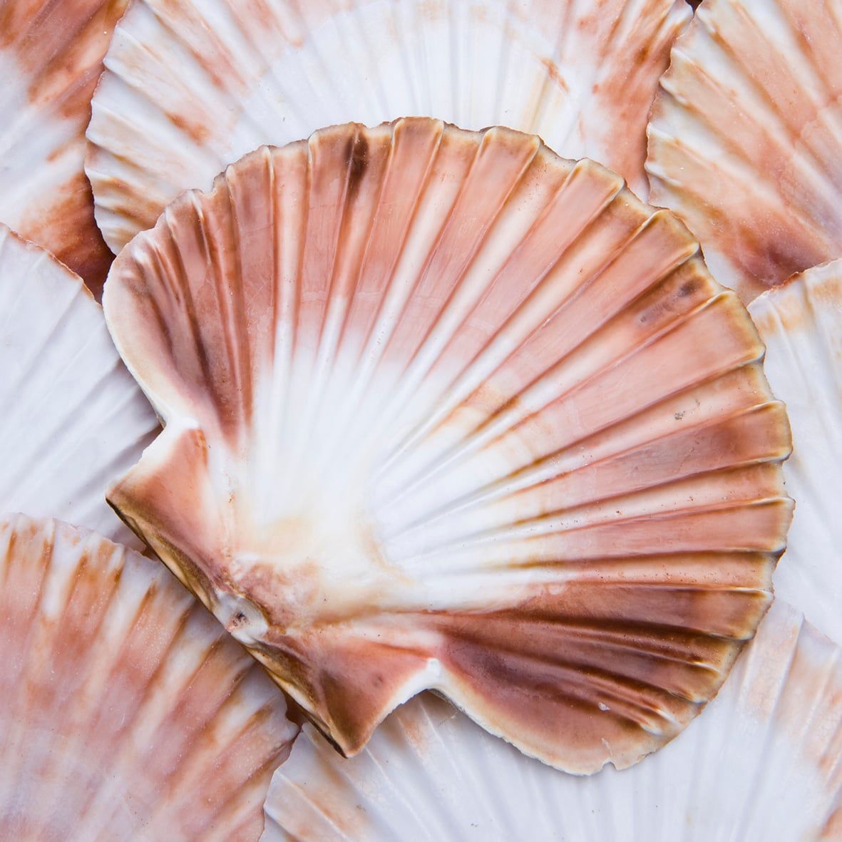 Jacobsmuschel Schalen, ca 11-14 cm Durchmesser, gereinigt, als Deko o. Tellerchen (5 Stück) 2