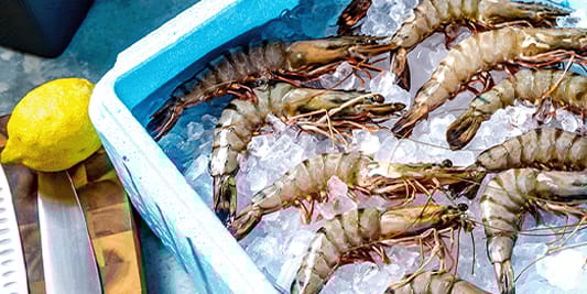 2000x400_WEB-Banner-PAPA-FROST_Meeresfruechte.3