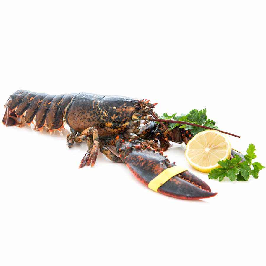 Lobster / Hummer,  roh 